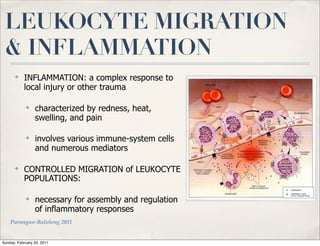 LEUKOCYTE MIGRATION
 & INFLAMMATION
      ✤
           INFLAMMATION: a complex response to
           local injury or other trauma

            ✤
                 characterized by redness, heat,
                 swelling, and pain

            ✤
                 involves various immune-system cells
                 and numerous mediators

      ✤
           CONTROLLED MIGRATION of LEUKOCYTE
           POPULATIONS:

            ✤
                 necessary for assembly and regulation
                 of inflammatory responses
    Parungao-Balolong 2011


Sunday, February 20, 2011
 