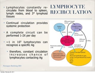 ✤    Lymphocytes constantly re-              LYMPHOCYTE
          circulate from blood to spleen,
          lymph nodes, and 3° lymphoid            RECIRCULATION
          tissues

     ✤    Continual circulation provides
          systemic protection

     ✤    A complete circuit can be
          performed 1-2X per day

     ✤    ~1 in 10 5 lymphocytes can
          recognize a specific Ag

           ✤    therefore, constant circulation
                increases chance of
                lymphocytes contacting Ag

    Parungao-Balolong 2011


Sunday, February 20, 2011
 