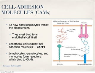 CELL-ADHESION
 MOLECULES (CAMs)

          ✤    So how does lueukocytes transit
               the bloodstream?

                ✤   They must bind to an
                    endothelial cell first!

          ✤    Endothelial cells exhibit ‘cell
               adhesion molecules’ – CAM’s

          ✤    Lymphocytes, granulocytes, and
               monocytes form receptors
               which bind to CAM’s

    Parungao-Balolong 2011


Sunday, February 20, 2011
 