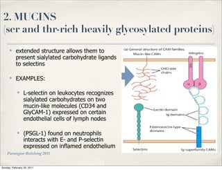2. MUCINS
 (ser and thr-rich heavily glycosylated proteins)
      ✤
           extended structure allows them to
           present sialylated carbohydrate ligands
           to selectins

      ✤
           EXAMPLES:

            ✤
                 L-selectin on leukocytes recognizes
                 sialylated carbohydrates on two
                 mucin-like molecules (CD34 and
                 GlyCAM-1) expressed on certain
                 endothelial cells of lymph nodes

            ✤
                 (PSGL-1) found on neutrophils
                 interacts with E- and P-selectin
                 expressed on inflamed endothelium
    Parungao-Balolong 2011


Sunday, February 20, 2011
 