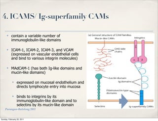 4. ICAMS/ Ig-superfamily CAMs

      ✤    contain a variable number of
           immunoglobulin-like domains

      ✤    ICAM-1, ICAM-2, ICAM-3, and VCAM
           (expressed on vascular endothelial cells
           and bind to various integrin molecules)

      ✤    MAdCAM-1 (has both Ig-like domains and
           mucin-like domains)

            ✤    expressed on mucosal endothelium and
                 directs lymphocyte entry into mucosa

            ✤    binds to integrins by its
                 immunoglobulin-like domain and to
                 selectins by its mucin-like domain
    Parungao-Balolong 2011


Sunday, February 20, 2011
 