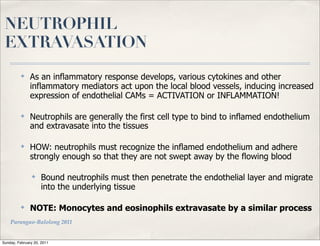NEUTROPHIL
 EXTRAVASATION
          ✤
               As an inflammatory response develops, various cytokines and other
               inflammatory mediators act upon the local blood vessels, inducing increased
               expression of endothelial CAMs = ACTIVATION or INFLAMMATION!

          ✤
               Neutrophils are generally the first cell type to bind to inflamed endothelium
               and extravasate into the tissues

          ✤
               HOW: neutrophils must recognize the inflamed endothelium and adhere
               strongly enough so that they are not swept away by the flowing blood

                ✤
                    Bound neutrophils must then penetrate the endothelial layer and migrate
                    into the underlying tissue

          ✤
               NOTE: Monocytes and eosinophils extravasate by a similar process
    Parungao-Balolong 2011


Sunday, February 20, 2011
 