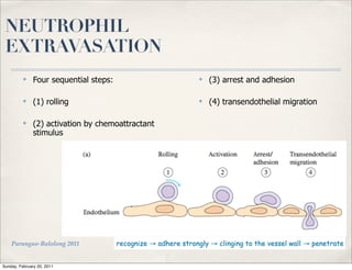 NEUTROPHIL
 EXTRAVASATION
          ✤    Four sequential steps:                            ✤   (3) arrest and adhesion

          ✤    (1) rolling                                       ✤   (4) transendothelial migration

          ✤    (2) activation by chemoattractant
               stimulus




    Parungao-Balolong 2011              recognize → adhere strongly → clinging to the vessel wall → penetrate


Sunday, February 20, 2011
 
