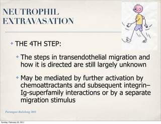 NEUTROPHIL
 EXTRAVASATION

          ✤    THE 4TH STEP:
                ✤   The steps in transendothelial migration and
                    how it is directed are still largely unknown
                ✤   May be mediated by further activation by
                    chemoattractants and subsequent integrin–
                    Ig-superfamily interactions or by a separate
                    migration stimulus
    Parungao-Balolong 2011


Sunday, February 20, 2011
 