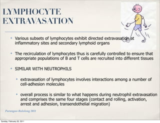 LYMPHOCYTE
 EXTRAVASATION
          ✤
               Various subsets of lymphocytes exhibit directed extravasation at
               inflammatory sites and secondary lymphoid organs

          ✤
               The recirculation of lymphocytes thus is carefully controlled to ensure that
               appropriate populations of B and T cells are recruited into different tissues

          ✤
               SIMILAR WITH NEUTROPHILS

                ✤
                    extravasation of lymphocytes involves interactions among a number of
                    cell-adhesion molecules

                ✤
                    overall process is similar to what happens during neutrophil extravasation
                    and comprises the same four stages (contact and rolling, activation,
                    arrest and adhesion, transendothelial migration)
    Parungao-Balolong 2011


Sunday, February 20, 2011
 