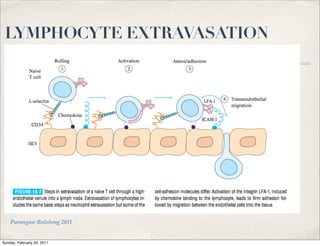 LYMPHOCYTE EXTRAVASATION




    Parungao-Balolong 2011


Sunday, February 20, 2011
 