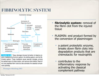 FIBRINOLYTIC SYSTEM

                             ✤   fibrinolytic system: removal of
                                 the fibrin clot from the injured
                                 tissue

                             ✤   PLASMIN: end product formed by
                                 the conversion of plasminogen

                                 ✤   a potent proteolytic enzyme,
                                     breaks down fibrin clots into
                                     degradation products that are
                                     chemotactic for neutrophils

                                 ✤   contributes to the
                                     inflammatory response by
    Parungao-Balolong 2011           activating the classical
                                     complement pathway
Sunday, February 20, 2011
 