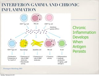 INTERFERON GAMMA AND CHRONIC
 INFLAMMATION



                             Chronic
                             Inflammation
                             Develops
                             When
                             Antigen
                             Persists



    Parungao-Balolong 2011


Sunday, February 20, 2011
 
