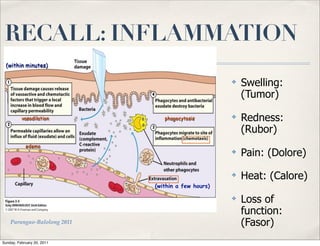 RECALL: INFLAMMATION
 (within minutes)

                                                    ✤   Swelling:
                                                        (Tumor)

          vasodilation          phagocytosis        ✤   Redness:
                                                        (Rubor)
            edema
                                                    ✤   Pain: (Dolore)
                                                    ✤   Heat: (Calore)
                             (within a few hours)

                                                    ✤   Loss of
                                                        function:
    Parungao-Balolong 2011                              (Fasor)
Sunday, February 20, 2011
 