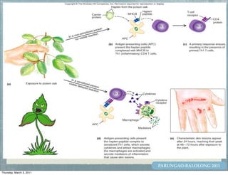 PARUNGAO-BALOLONG 2011
Thursday, March 3, 2011
 