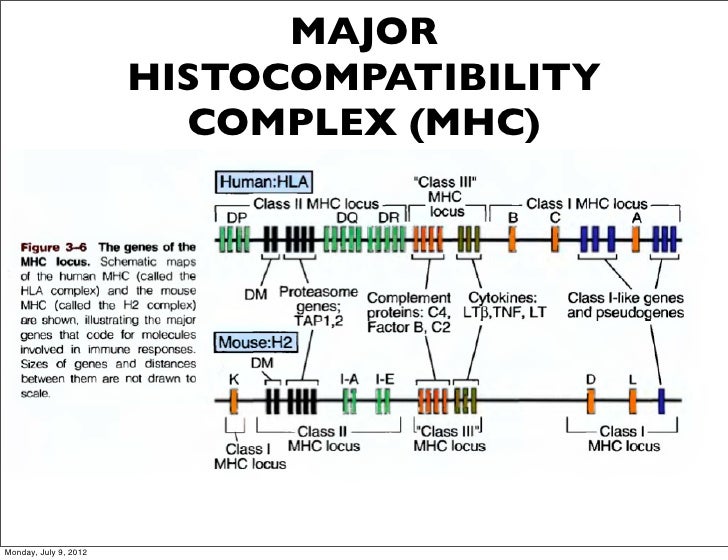 Bio 151 lec 3 2012 2013 (part 2)