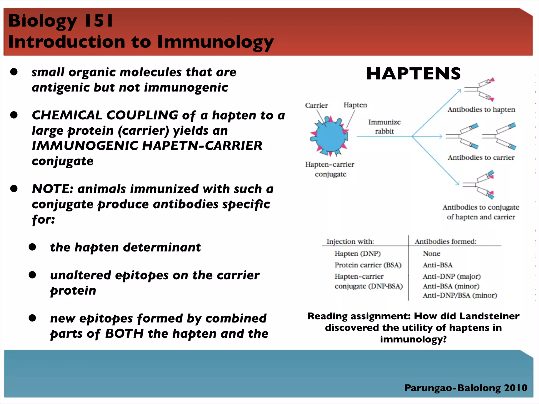Biology 151
Introduction to Immunology
•   small organic molecules that are                  HAPTENS
    antigenic but not immunogenic

•   CHEMICAL COUPLING of a hapten to a
    large protein (carrier) yields an
    IMMUNOGENIC HAPETN-CARRIER
    conjugate

•   NOTE: animals immunized with such a
    conjugate produce antibodies speciﬁc
    for:

    •   the hapten determinant

    •   unaltered epitopes on the carrier
        protein

    •   new epitopes formed by combined     Reading assignment: How did Landsteiner
                                               discovered the utility of haptens in
        parts of BOTH the hapten and the                  immunology?



                                                             Parungao-Balolong 2010
 