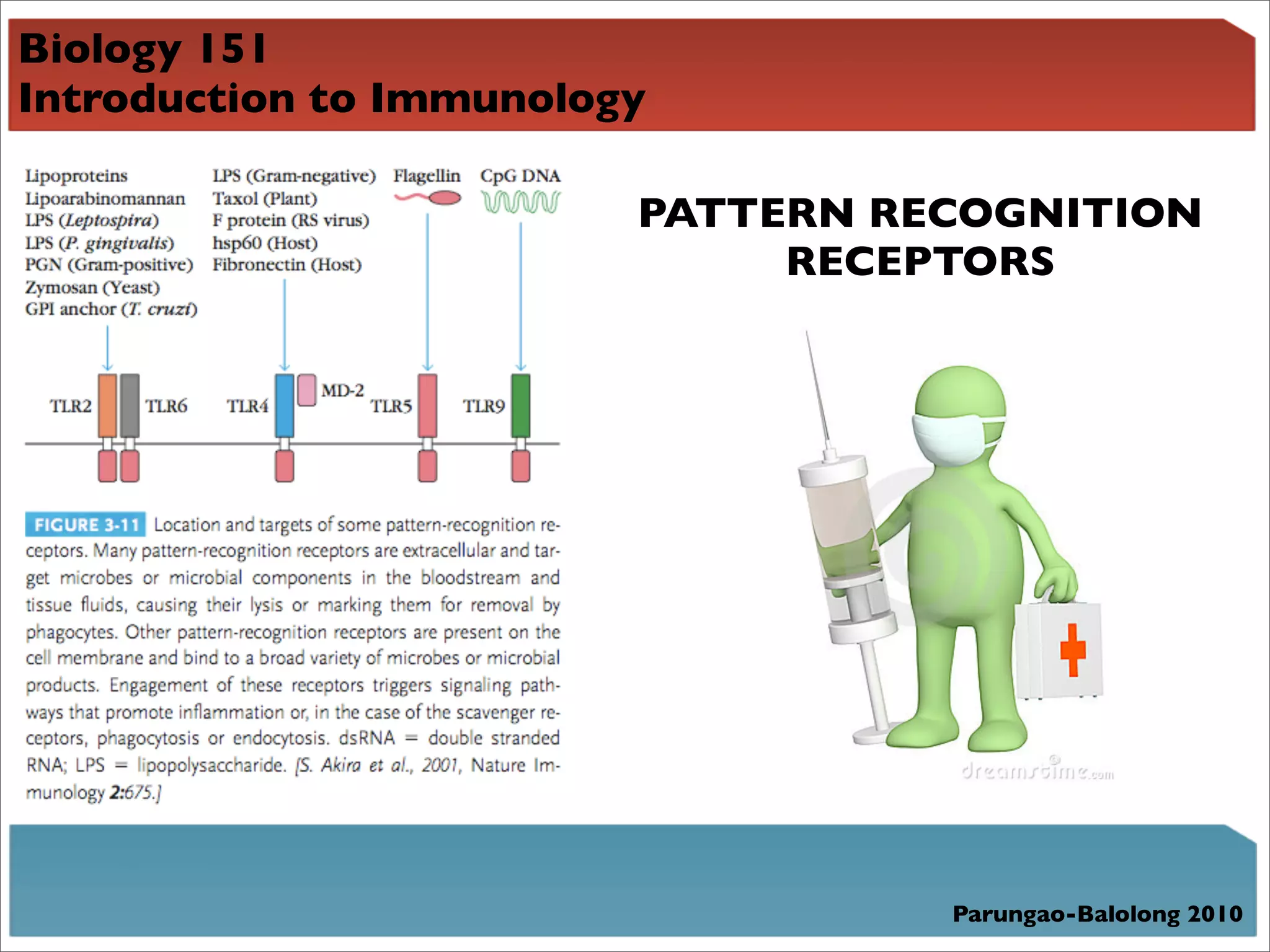 Biology 151
Introduction to Immunology

                         PATTERN RECOGNITION
                              RECEPTORS




                                   Parungao-Balolong 2010
 