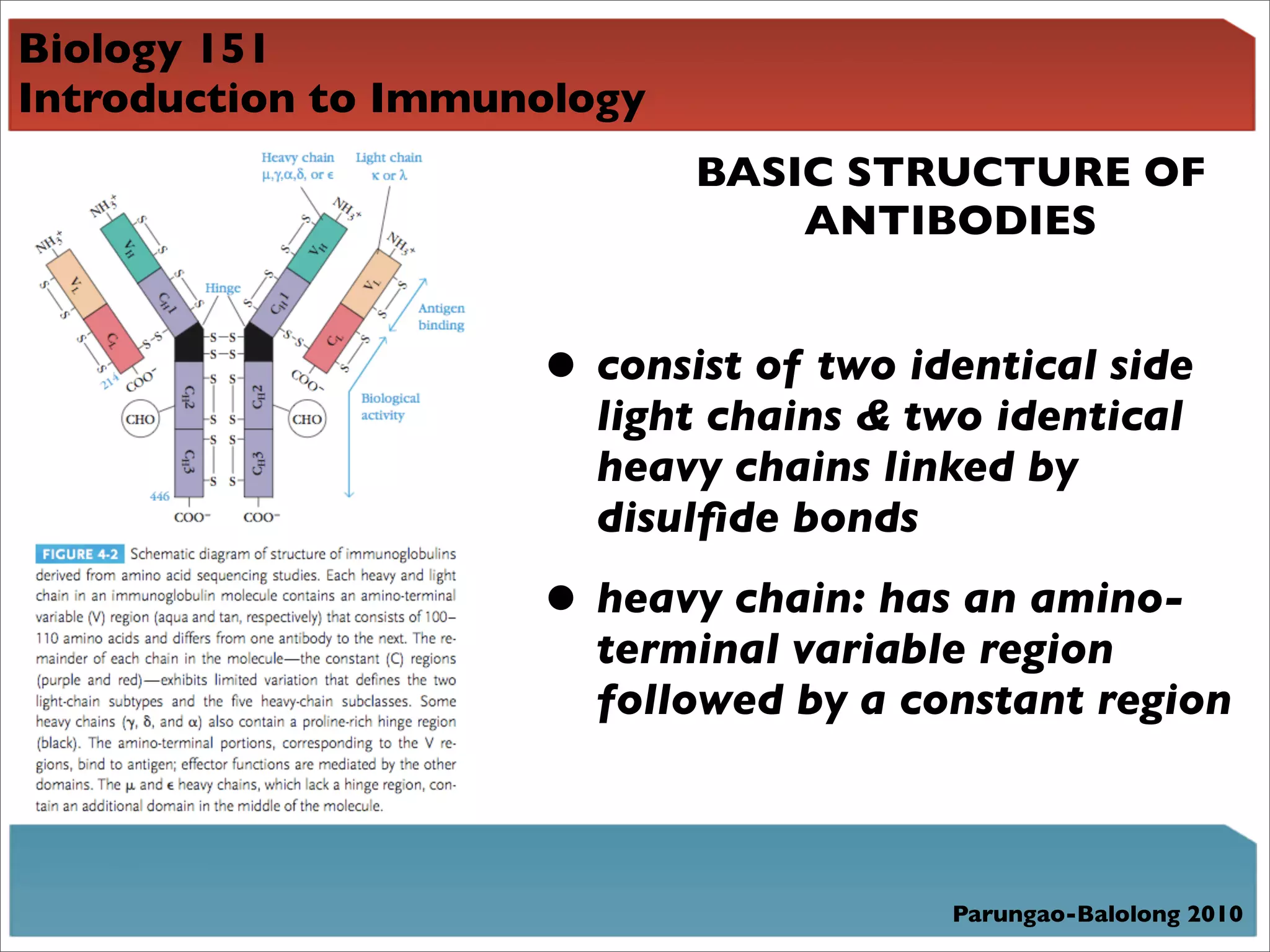 Biology 151
Introduction to Immunology
                             BASIC STRUCTURE OF
                                 ANTIBODIES


                     • consist of two identical side
                       light chains & two identical
                       heavy chains linked by
                       disulﬁde bonds

                     • heavy chain: has an amino-
                       terminal variable region
                       followed by a constant region



                                        Parungao-Balolong 2010
 