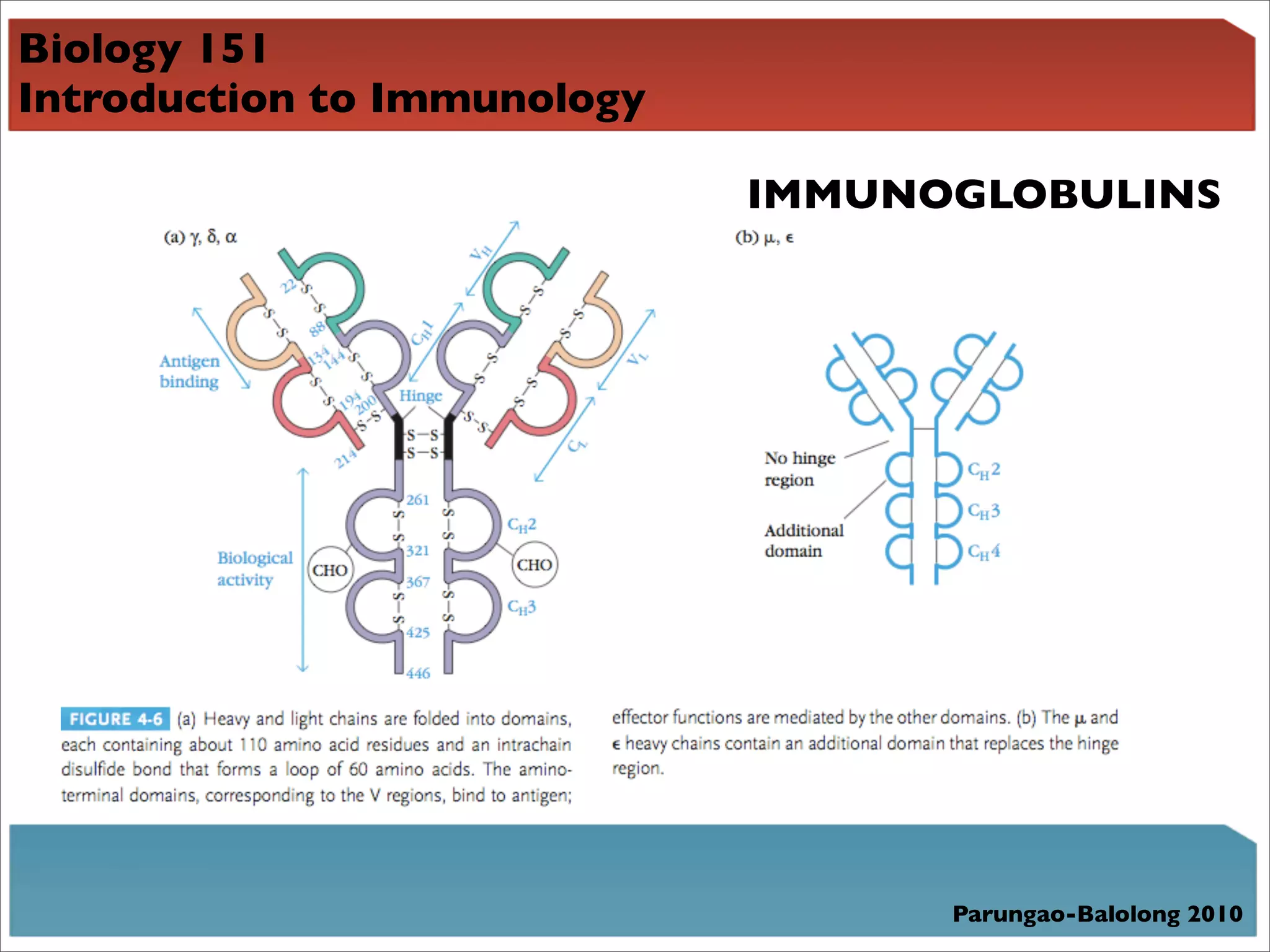 Biology 151
Introduction to Immunology

                             IMMUNOGLOBULINS




                                   Parungao-Balolong 2010
 