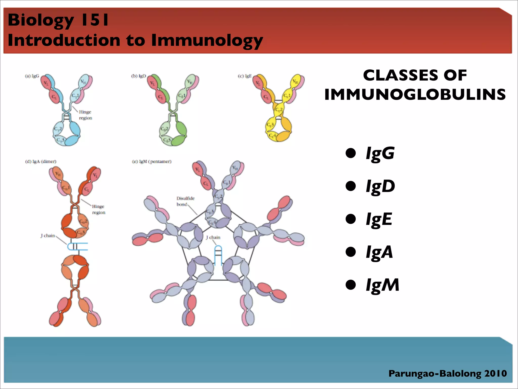 Biology 151
Introduction to Immunology
                                CLASSES OF
                             IMMUNOGLOBULINS


                              • IgG
                              • IgD
                              • IgE
                              • IgA
                              • IgM

                                  Parungao-Balolong 2010
 
