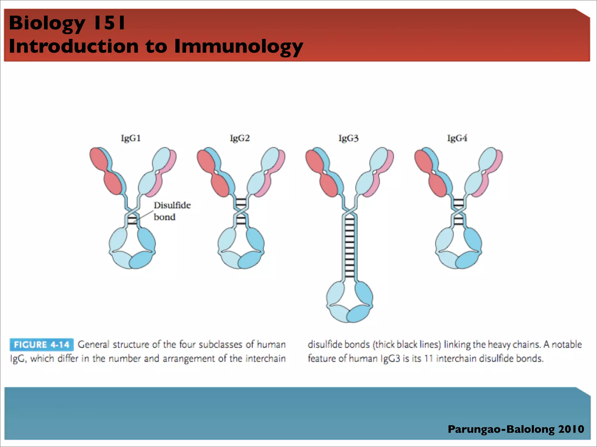 Biology 151
Introduction to Immunology




                             Parungao-Balolong 2010
 