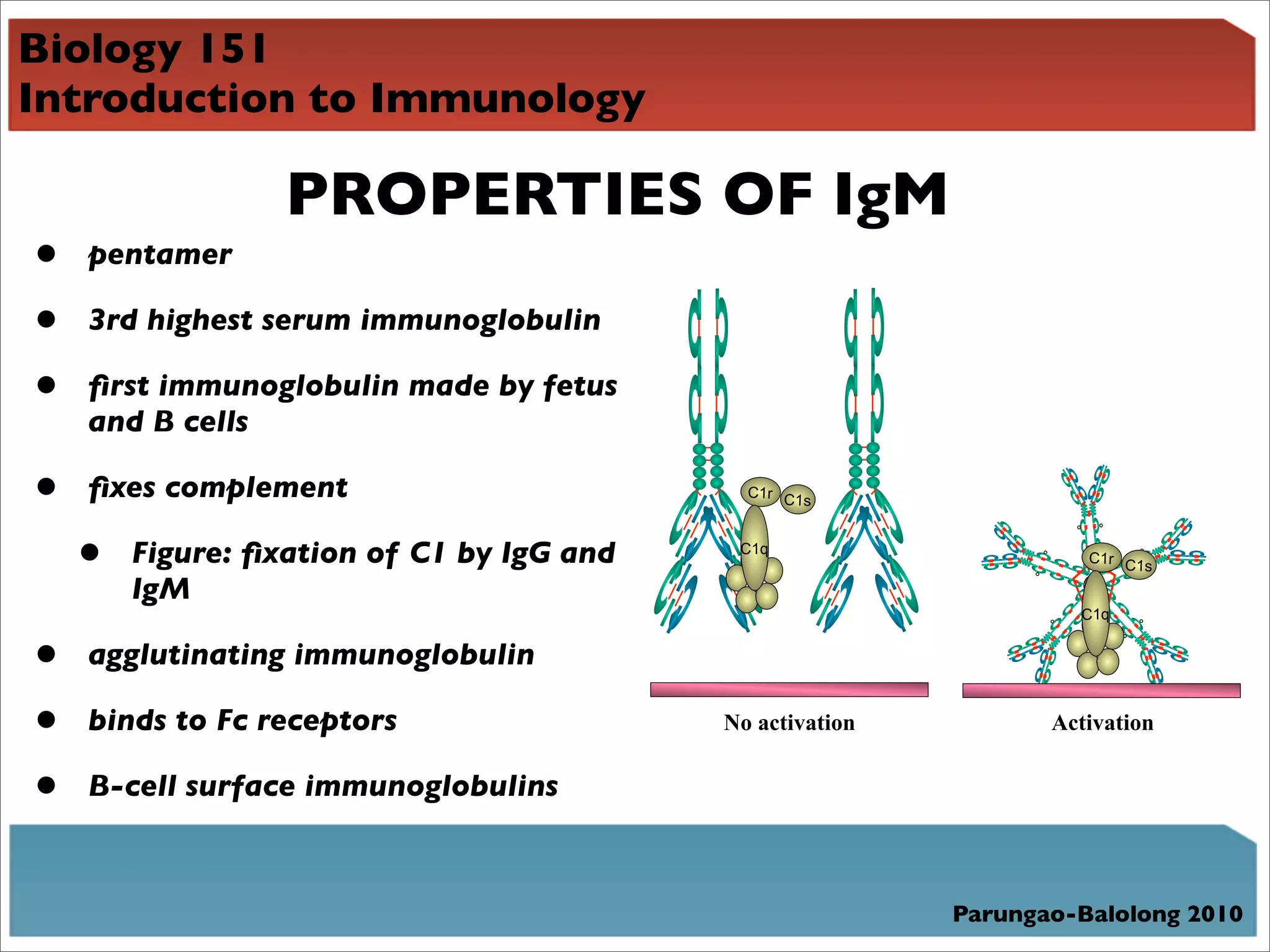 Biology 151
Introduction to Immunology

                  PROPERTIES OF IgM
•   pentamer

•   3rd highest serum immunoglobulin

•   ﬁrst immunoglobulin made by fetus
    and B cells

•   ﬁxes complement                          C1r C1
                                                    s



    •   Figure: ﬁxation of C1 by IgG and    C1q
                                                                     C1r C1
                                                                            s
        IgM
                                                                    C1q


•   agglutinating immunoglobulin

•   binds to Fc receptors                  No activation          Activation


•   B-cell surface immunoglobulins



                                                           Parungao-Balolong 2010
 