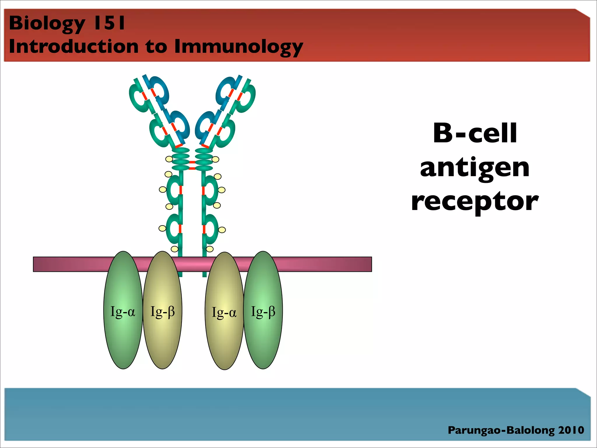 Biology 151
Introduction to Immunology



                                    B-cell
                                   antigen
                                  receptor


        Ig-!   Ig-"   Ig-! Ig-"




                                    Parungao-Balolong 2010
 