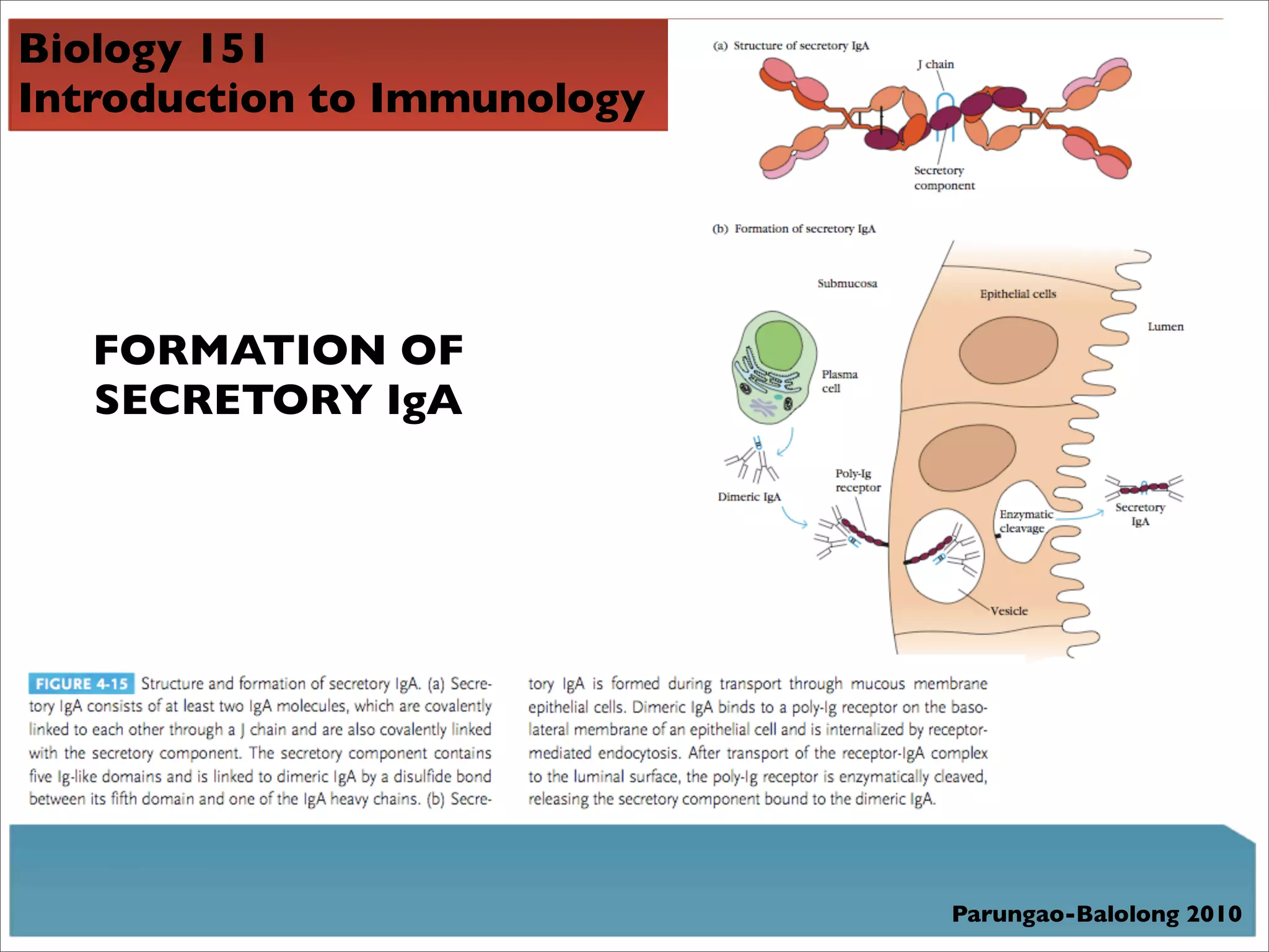 Biology 151
Introduction to Immunology




   FORMATION OF
   SECRETORY IgA




                             Parungao-Balolong 2010
 