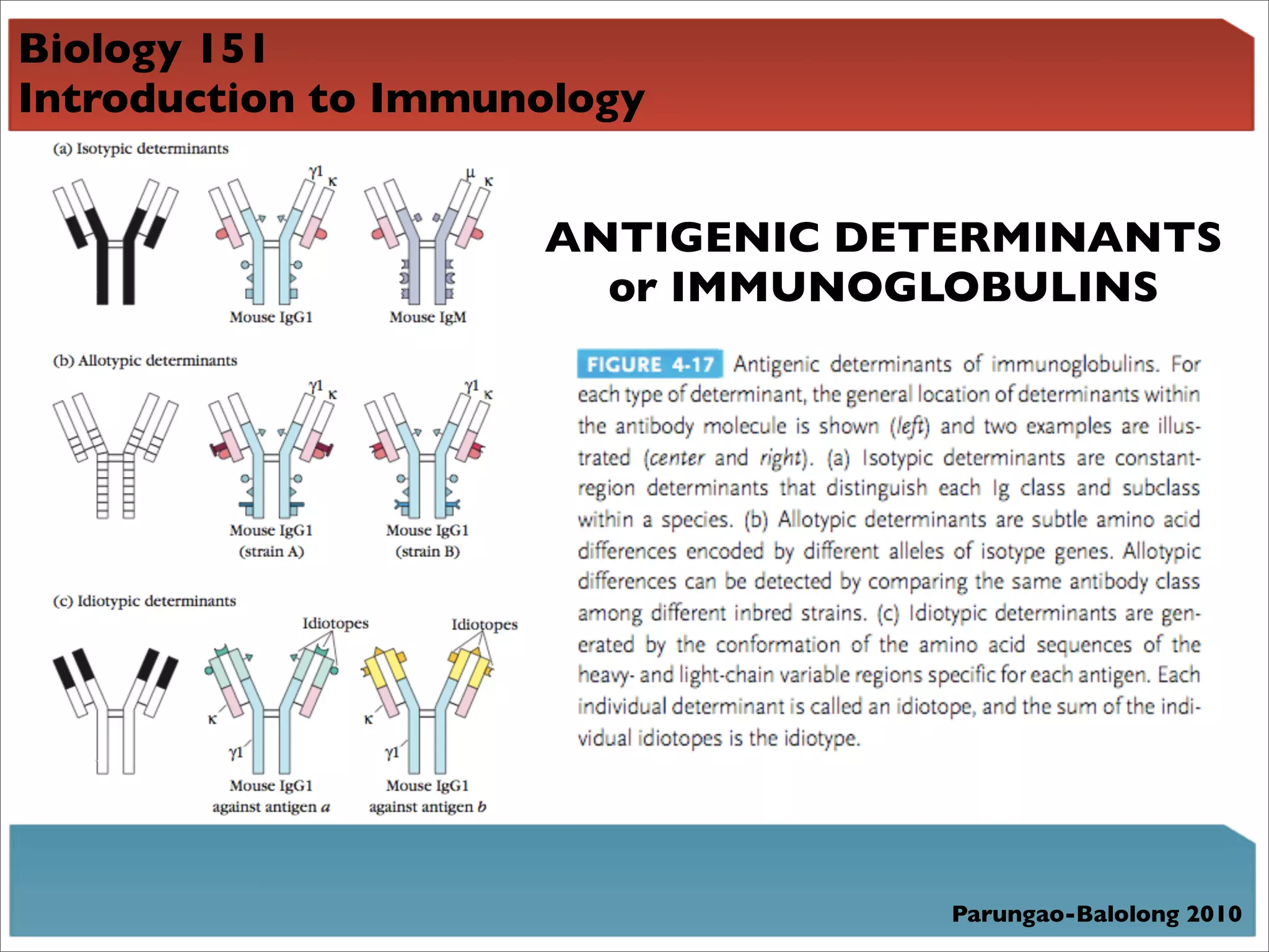 Biology 151
Introduction to Immunology


                     ANTIGENIC DETERMINANTS
                       or IMMUNOGLOBULINS




                                  Parungao-Balolong 2010
 