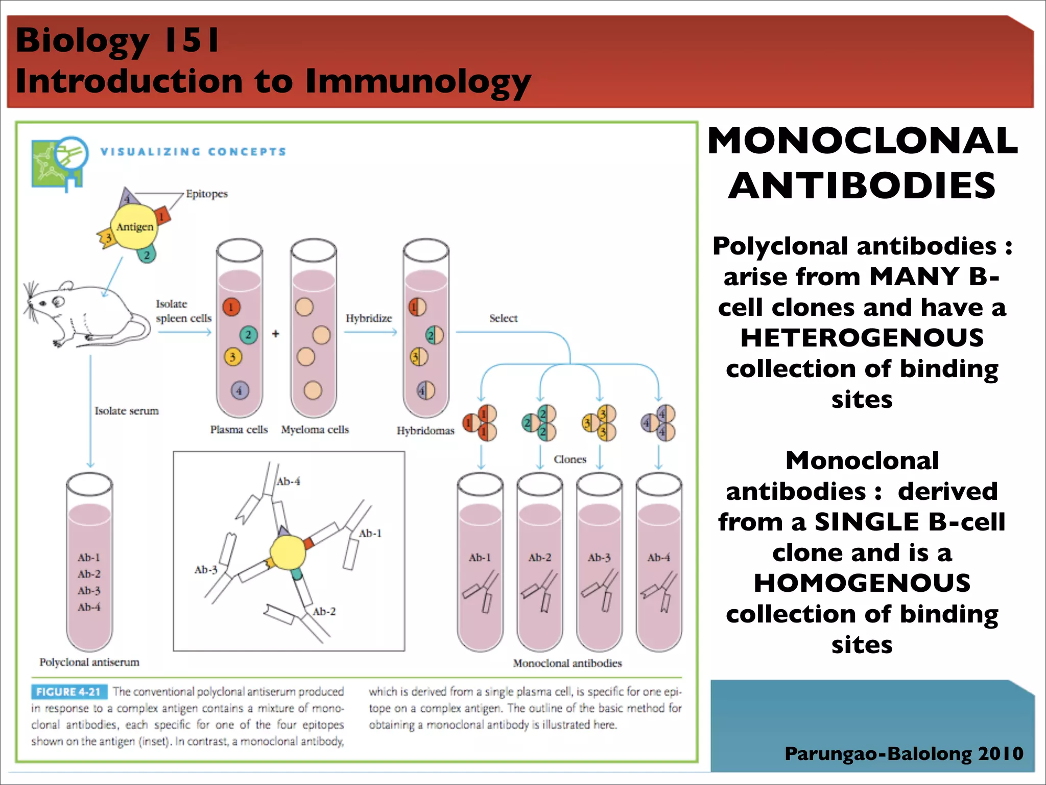 Biology 151
Introduction to Immunology
                             MONOCLONAL
                              ANTIBODIES
                             Polyclonal antibodies :
                              arise from MANY B-
                             cell clones and have a
                               HETEROGENOUS
                              collection of binding
                                       sites

                                   Monoclonal
                              antibodies : derived
                             from a SINGLE B-cell
                                  clone and is a
                                HOMOGENOUS
                              collection of binding
                                       sites



                                  Parungao-Balolong 2010
 