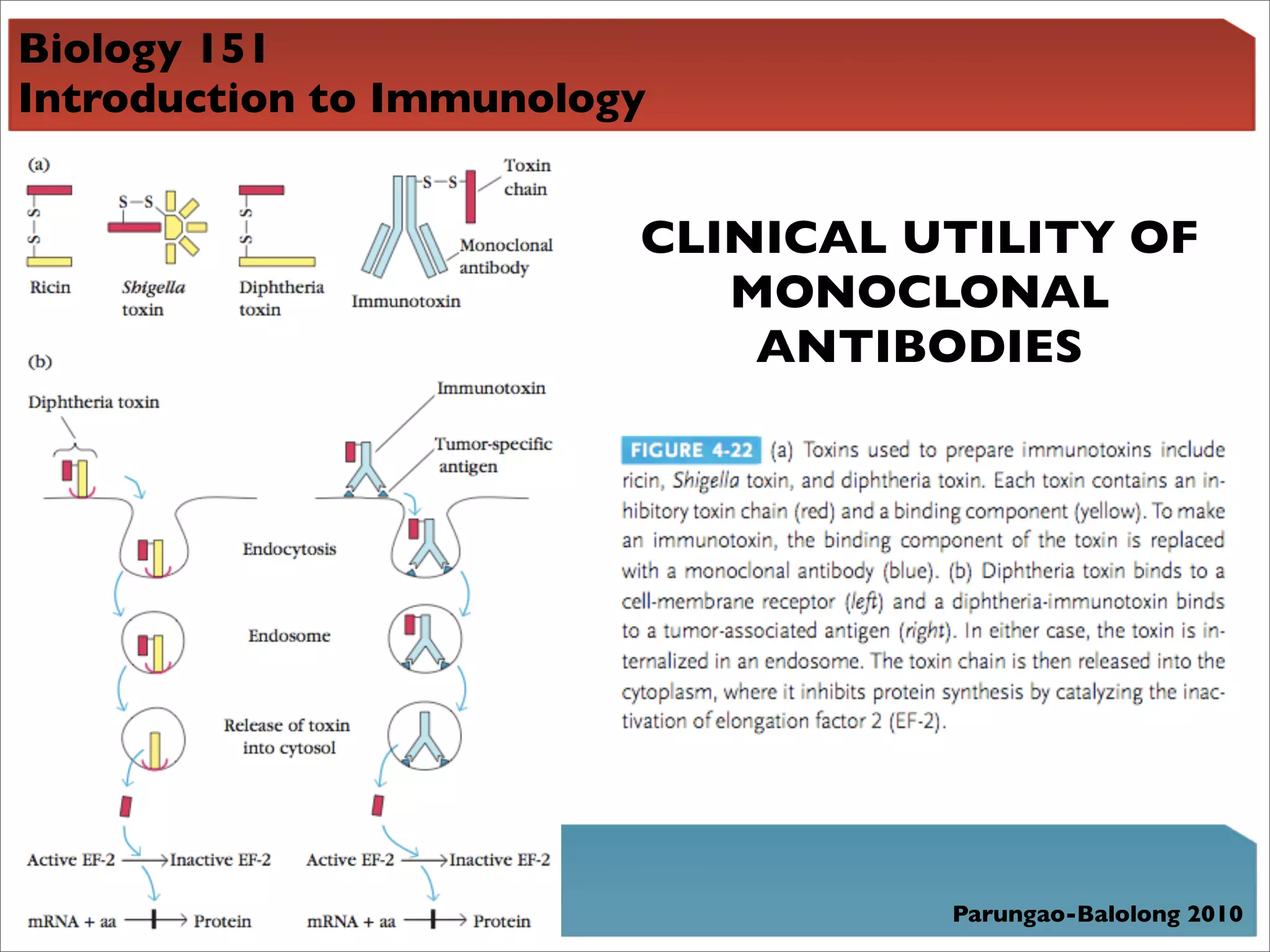Biology 151
Introduction to Immunology


                         CLINICAL UTILITY OF
                            MONOCLONAL
                             ANTIBODIES




                                   Parungao-Balolong 2010
 
