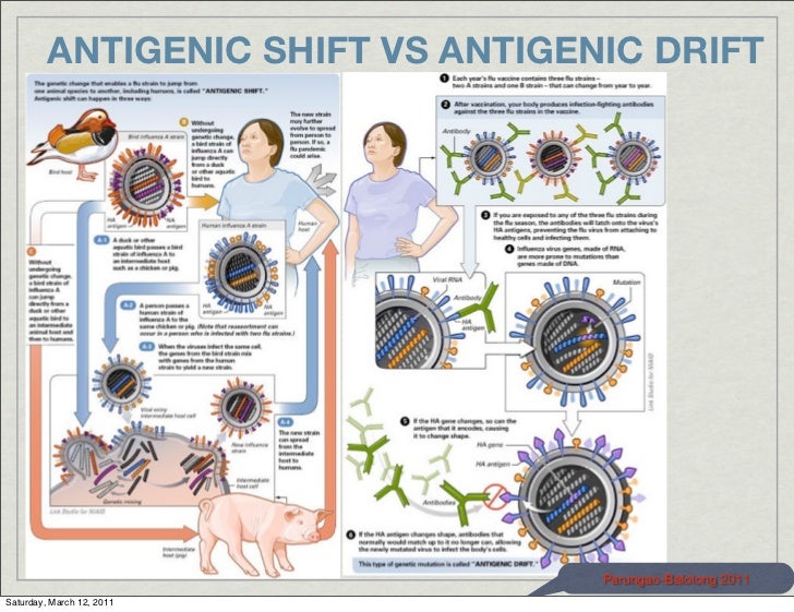 Bio 151 lecture 15 continued