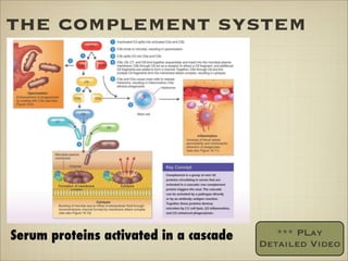 the complement system
Serum proteins activated in a cascade *** PLay
Detailed Video
 