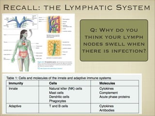 Recall: the Lymphatic System
Q: Why do you
think your lymph
nodes swell when
there is infection?
 