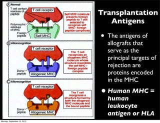 Transplantation
                                Antigens

                             • The antigens of
                               allografts that
                               serve as the
                               principal targets of
                               rejection are
                               proteins encoded
                               in the MHC
                             • Human MHC =
                               human
                               leukocyte
                               antigen or HLA
Monday, September 10, 2012
 
