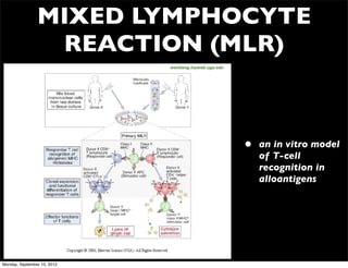 MIXED LYMPHOCYTE
                 REACTION (MLR)
                             wenliang.myweb.uga.edu




                                                      •   an in vitro model
                                                          of T-cell
                                                          recognition in
                                                          alloantigens




Monday, September 10, 2012
 