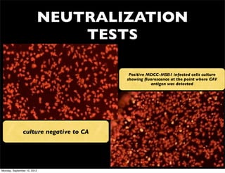 NEUTRALIZATION
                             TESTS

                                            Positive MDCC-MSB1 infected cells culture
                                           showing ﬂuorescence at the point where CAV
                                                      antigen was detected




                                        biobest.co.uk




               culture negative to CA




Monday, September 10, 2012
 