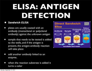 ELISA: ANTIGEN
                       DETECTION
      •      Sandwich ELISA

      •      plates are usually coated with an
             antibody (monoclonal or polyclonal
             antibody) against the unknown antigen

      •      sample that needs to be tested is added
             to the wells, and if the antigen is
             present, the antigen-antibody reaction
             will take place

      •      add another antibody linked to an
             enzyme.

      •      when the reaction substrate is added it
             turns a color
Monday, September 10, 2012
 