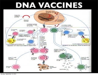 DNA VACCINES




Monday, September 10, 2012
 