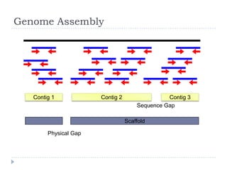 Bio153 microbial genomics 2012 | PPTX