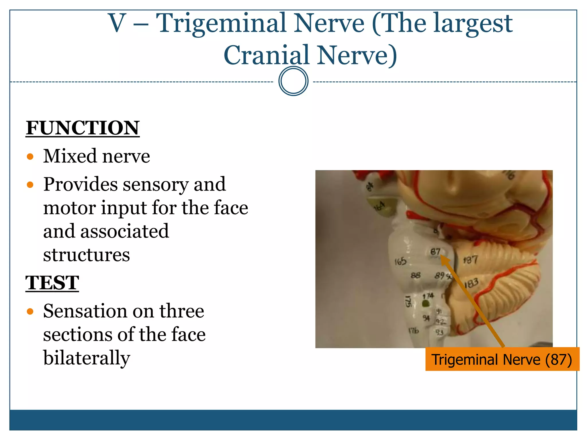 Bio 161 _lab__9_cranial_nerves | PPTX