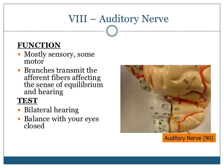 Auditory nerve definition psychology iheartFlex