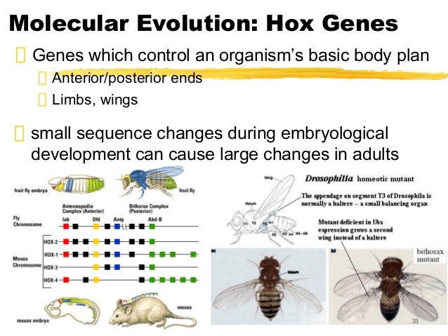 Is Natural Selection A Cause Or Effect Of Organic Evolution Is Natural Selection A Cause Or Effect Of Organic Evolution
