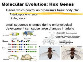 Bio 163 patterns of evolution and genes lmk 2013 | PPT