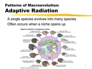 Bio 163 patterns of evolution and genes lmk 2013 | PPT