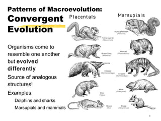 Bio 163 patterns of evolution and genes lmk 2013 | PPT