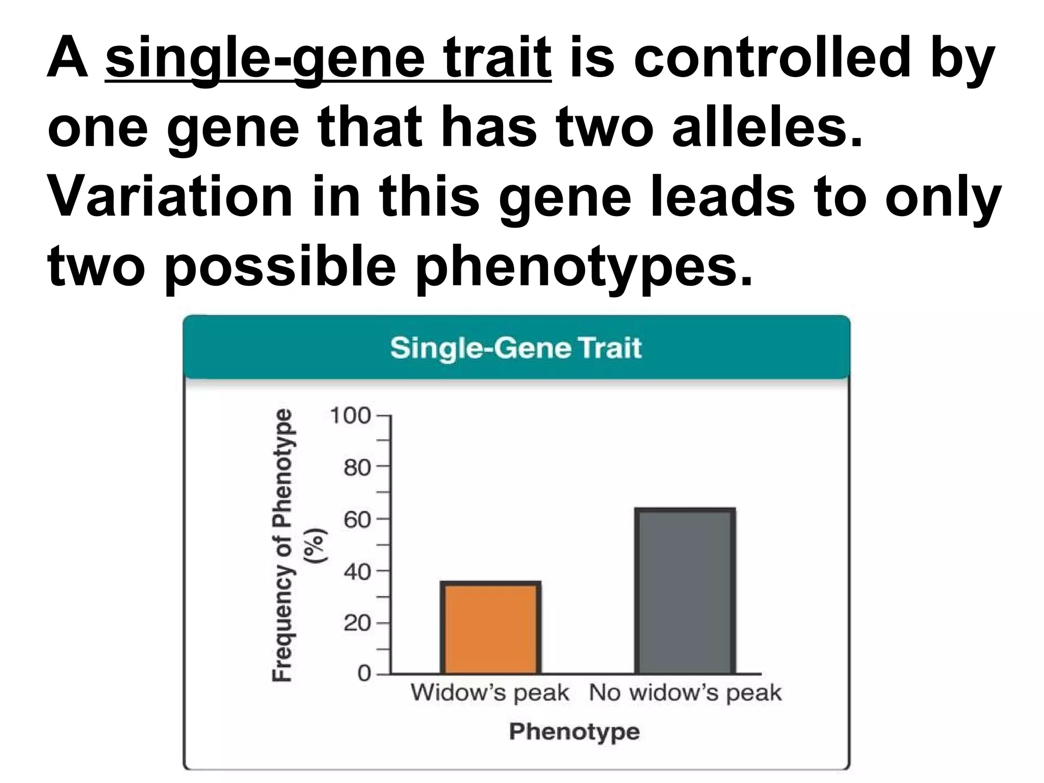 A  single-gene trait  is controlled by one gene that has two alleles. Variation in this gene leads to only two possible phenotypes. 