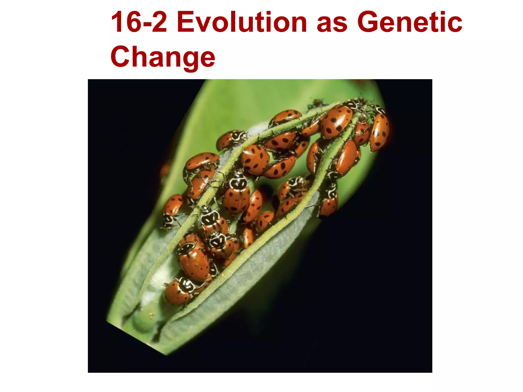 16-2 Evolution as Genetic Change 16-2 Evolution as Genetic Change 