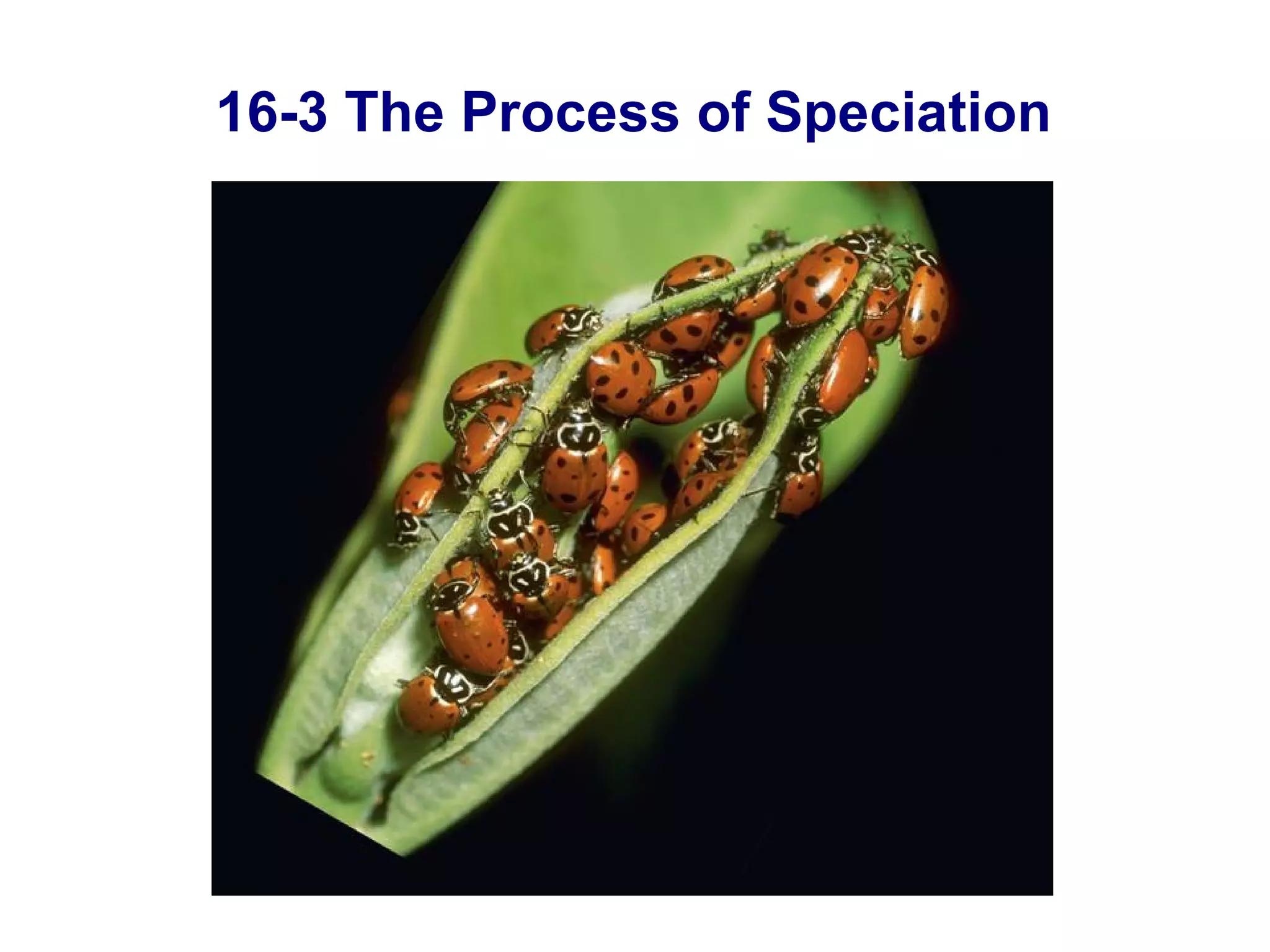 16-3 The Process of Speciation 16-3 The Process of Speciation 