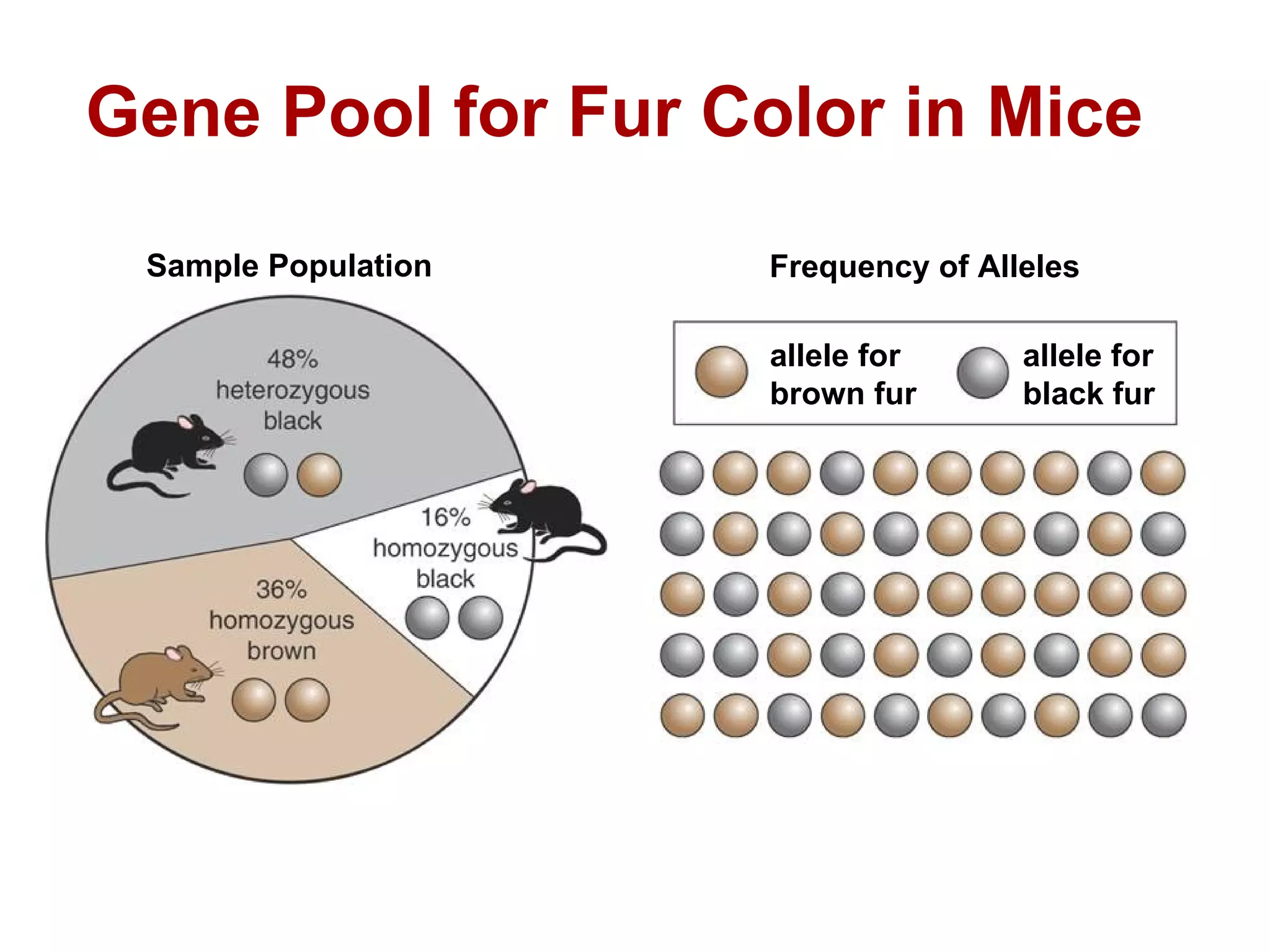 Gene Pool for Fur Color in Mice Sample Population Frequency of Alleles allele for brown fur allele for black fur 