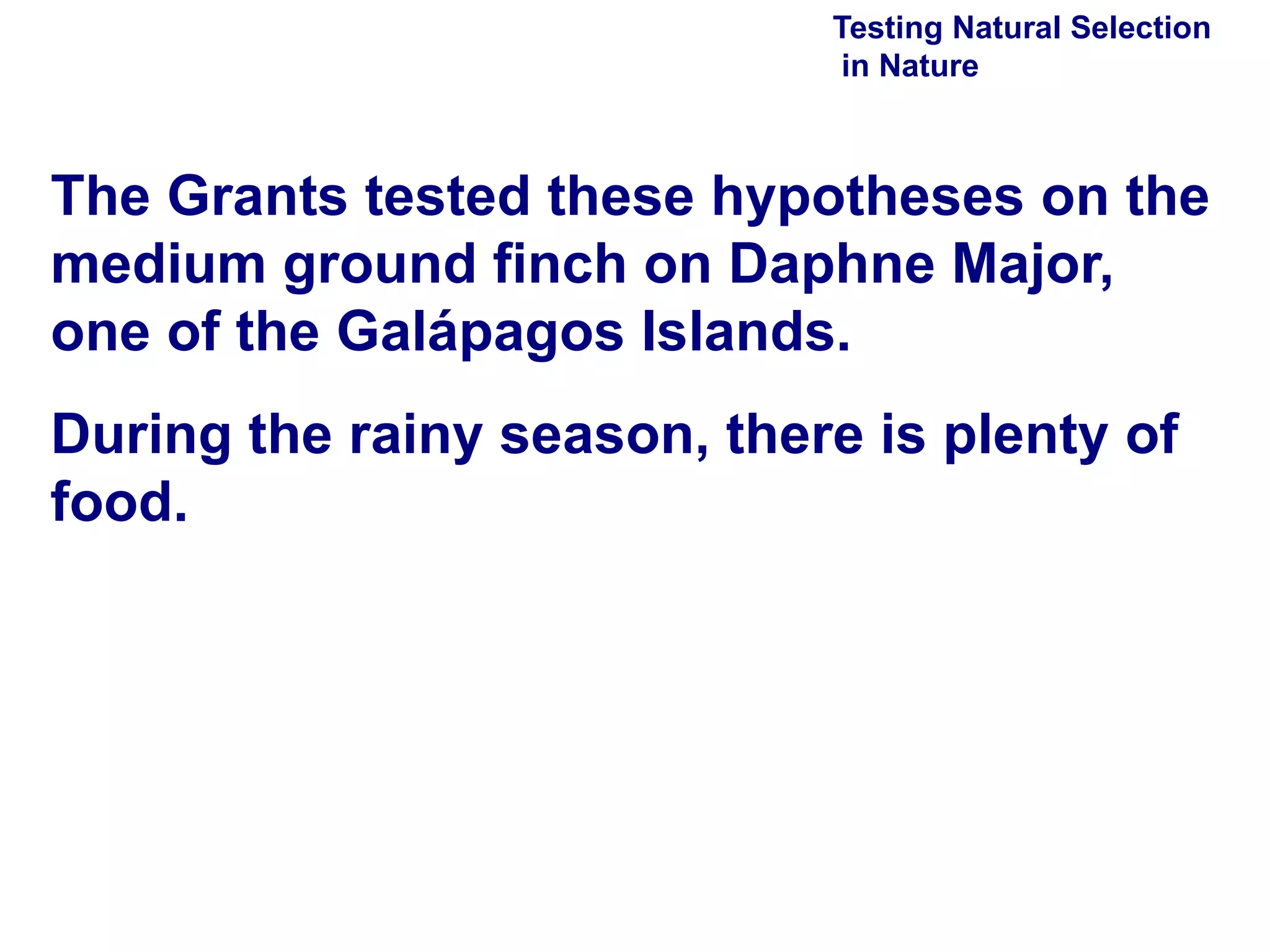 Testing Natural Selection  in Nature The Grants tested these hypotheses on the medium ground finch on Daphne Major, one of the Galápagos Islands.  During the rainy season, there is plenty of food. 