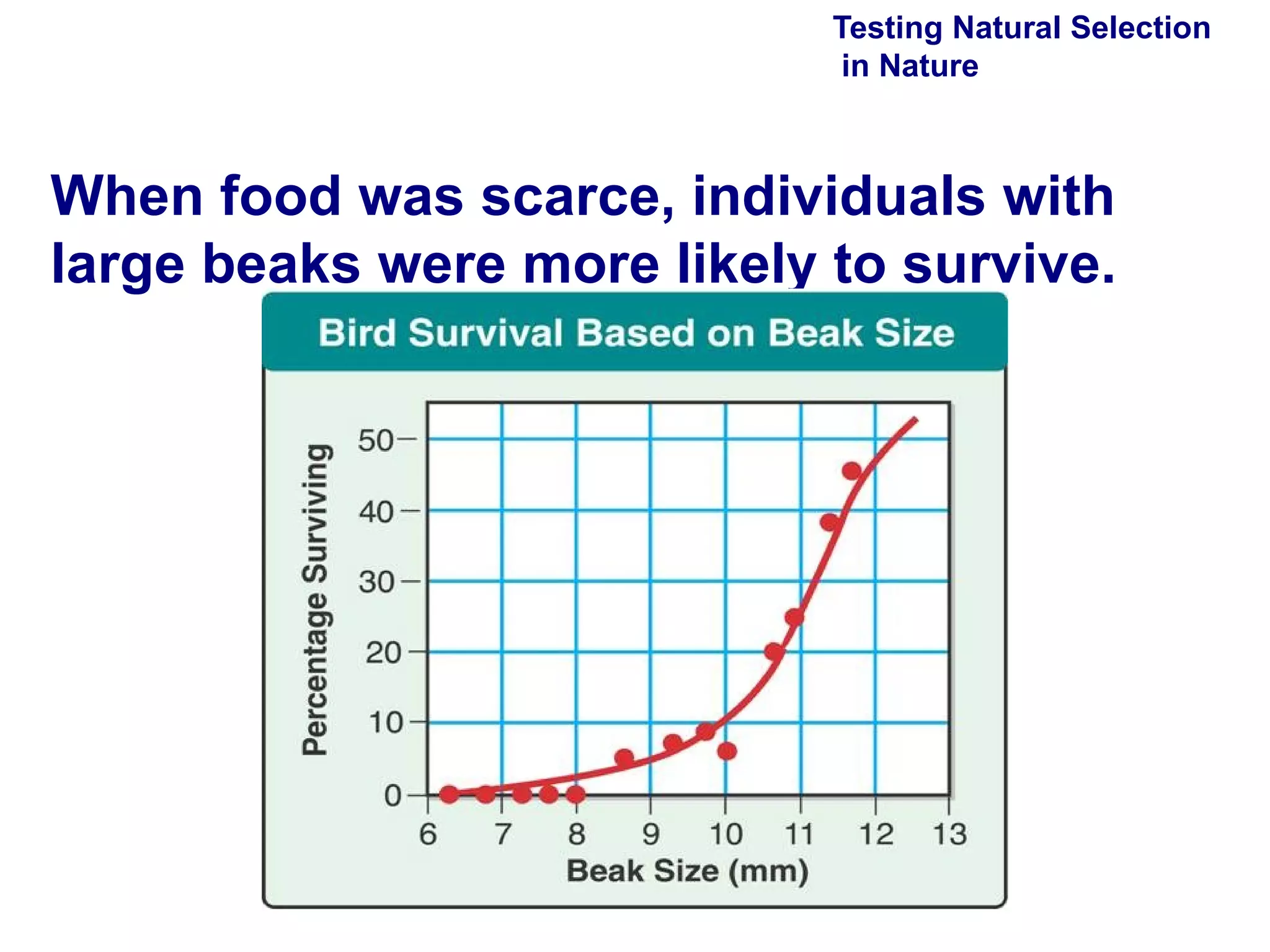 Testing Natural Selection  in Nature When food was scarce, individuals with large beaks were more likely to survive. 
