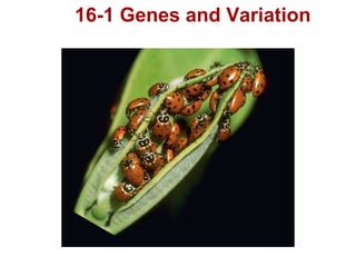 16-1 Genes and Variation ,[object Object]