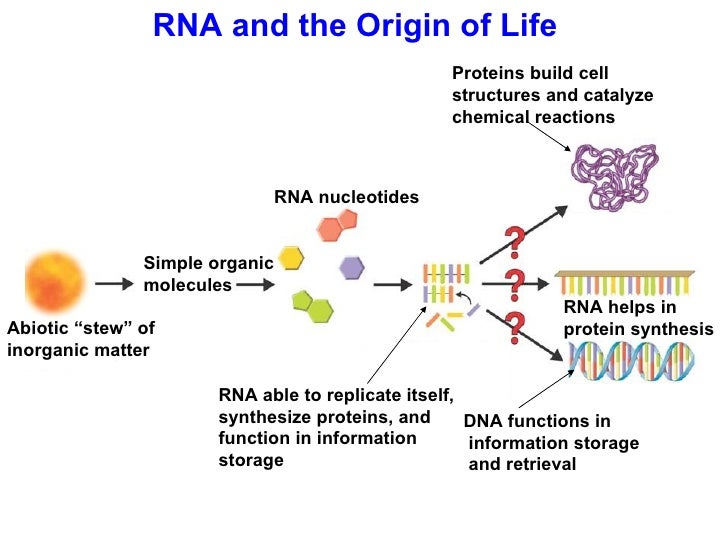 Bio17 The History of Life